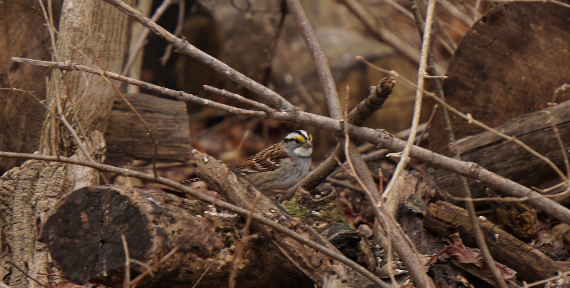White Throated Sparrow