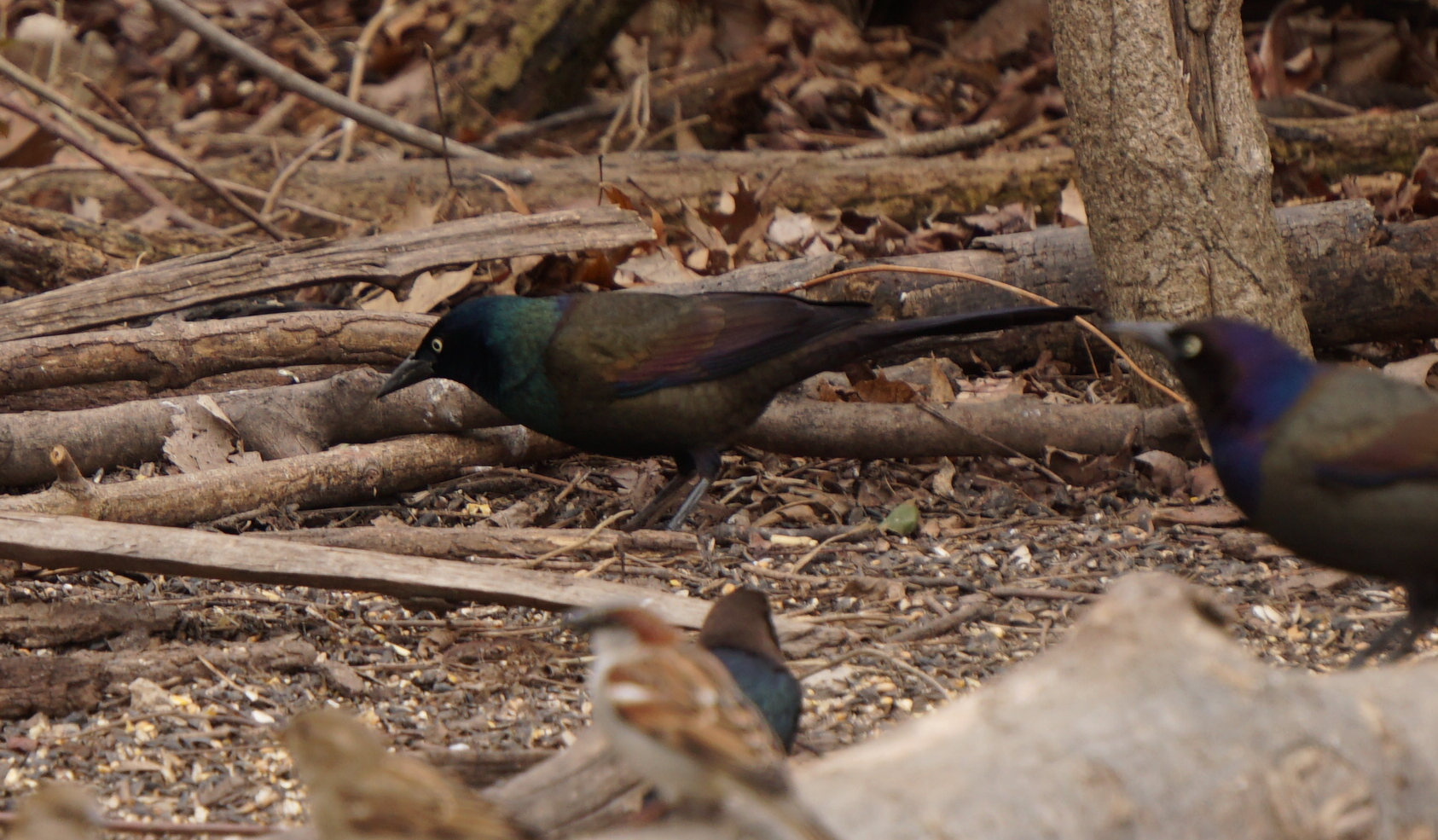 Grackles