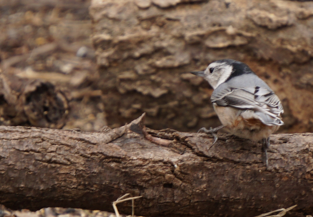 nuthatch